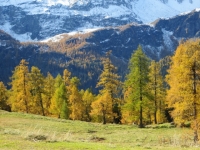Alpe Piota, colori autunnali