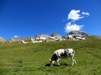 Colle di Valle Stretta - particolare