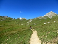 Discesa su sentiero nei pascoli sottostanti il Colle di Valle Stretta - Plain de Tavernette