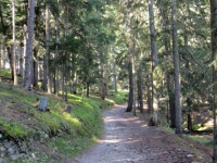 Il sentiero nel bosco che ha inizio da Zeneggen