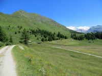 Tra i pascoli dell'alta Val d'Ayas occidentale, arrivo all'Alpe di Metsan