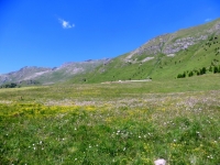Fioritura presso l'Alpe di Metsan