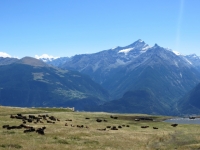 Alpe Grand Arpilles - panorama sulla Grivola