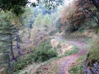 Sentiero del Val Colla Bike che collega l'Alpe Pietrarossa con Piandanazzo