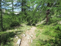 Discesa in Val de la Clarée - Tratto facile nel bosco