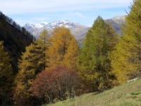 Colori autunnali in Val di carassino, sullo sfondo lo Scopi imbiancato e la Cima della Bianca