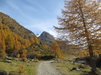 Val di Carassino, tra l'Alpe Cassimoi e l'Alpe Bresciana - colori autunnali