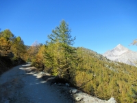 In direzione di Colle Bercia - Sullo sfondo il Monte Chaberton
