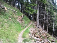 In direzione dell'Alpe Canigiolo