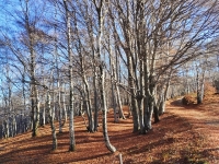 Mottarone Bike - Mottarone, DH Cappella di Cortano, Alpe Marigior e Ondella Trail