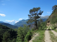 La bella e panoramica forestale che si sviluppa nella parte inferiore della Valsavarenche in direzione di Champlong
