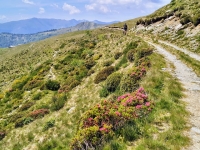 Sant'Amate-Nesdale-Varoo31