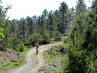 La forestale che si sviluppa in cresta sulle colline tra Ovada e Rossiglione