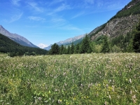 Nei prati sopra Lillaz - Sullo sfondo il Monte Bianco