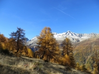 Tra l'Alpe Folcra e l'Alpe Stabiello Grande - colori autunnali