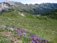 I verdi pascoli sottostanti l'Alpe Raché