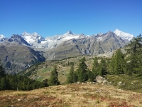 Panorama sulla Findelalp - Sullo sfondo  Dent Blanche ,  Ober Gabelhorn , Weisshorn e Zinalrothorn