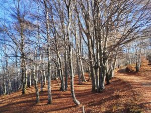 Autunno al Falo
