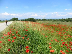 Fioritura di papaveri