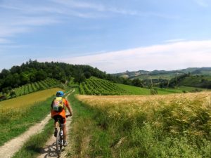Tra vigneti e spighe nel Monferrato Casalese